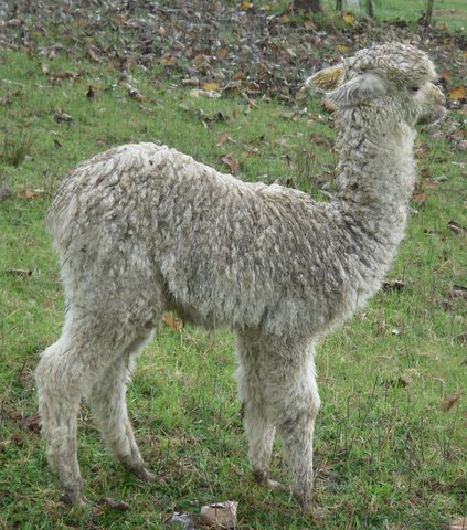 Silverhill Voletta