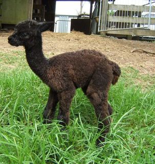 Silverhill Victoria Emilie