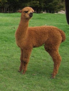 Silverhill Vivacious