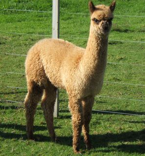 Silverhill Verity