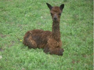 Silverhill Velvet
