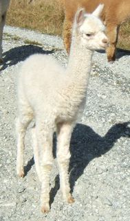 Silverhill Vianco