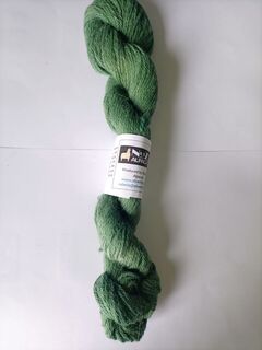 S021 Kelp