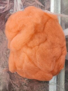 Orange Carded Alpaca