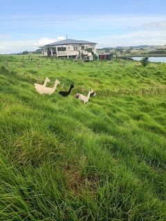 Alpacas delivered to new home