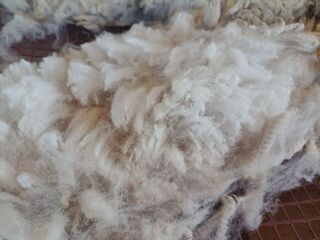 Sorting fleece from the container